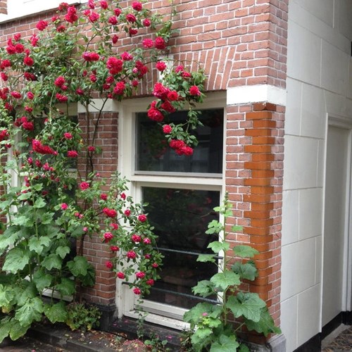 Amsterdam, Govert Flinckstraat, 2-kamer appartement - foto 1